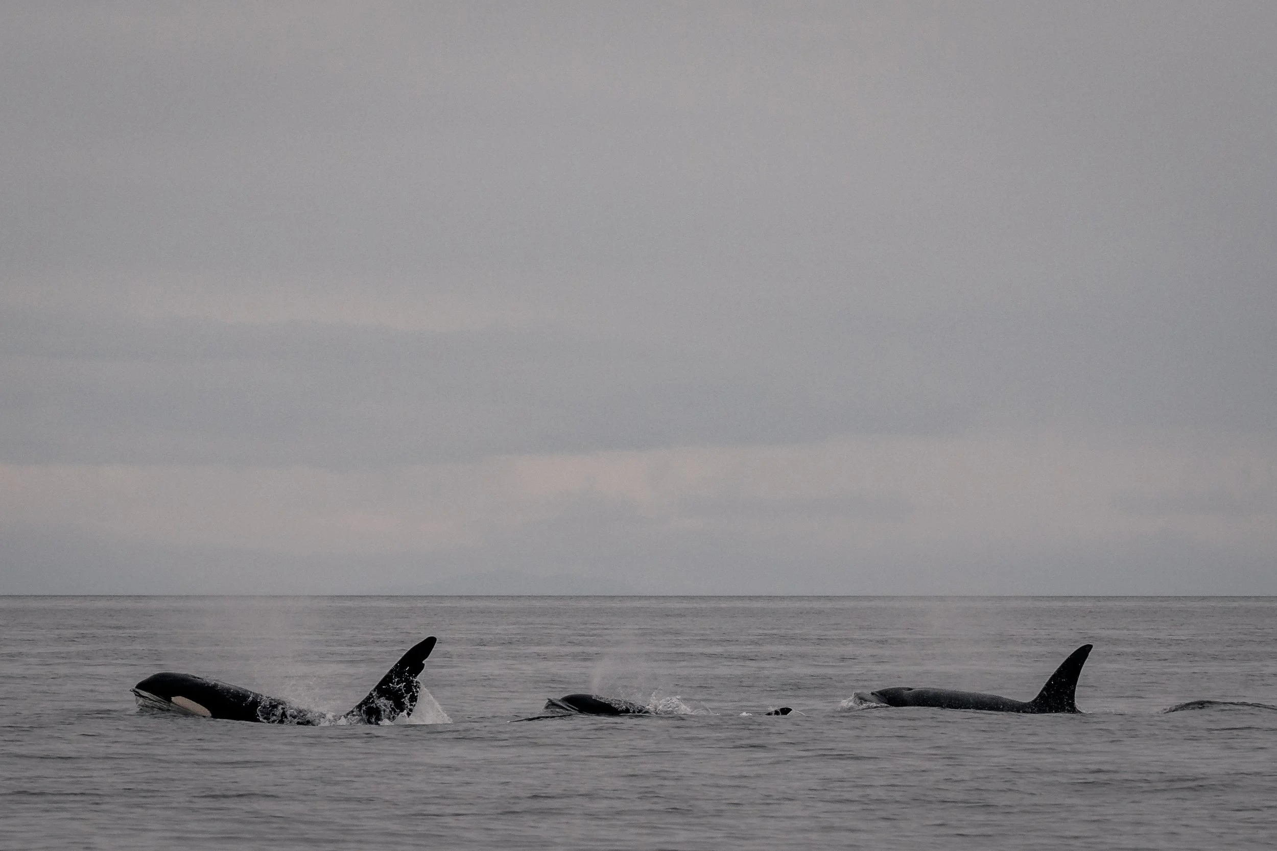 May 3, 2022 - Not a drill, it's Chainsaw! — Vancouver Island